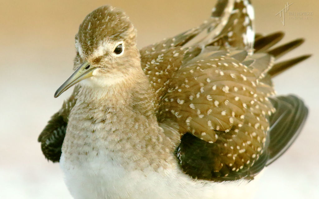 Solitary Sandpiper portrait - on quite a number of occasion the birds came so close I couldn't focus!