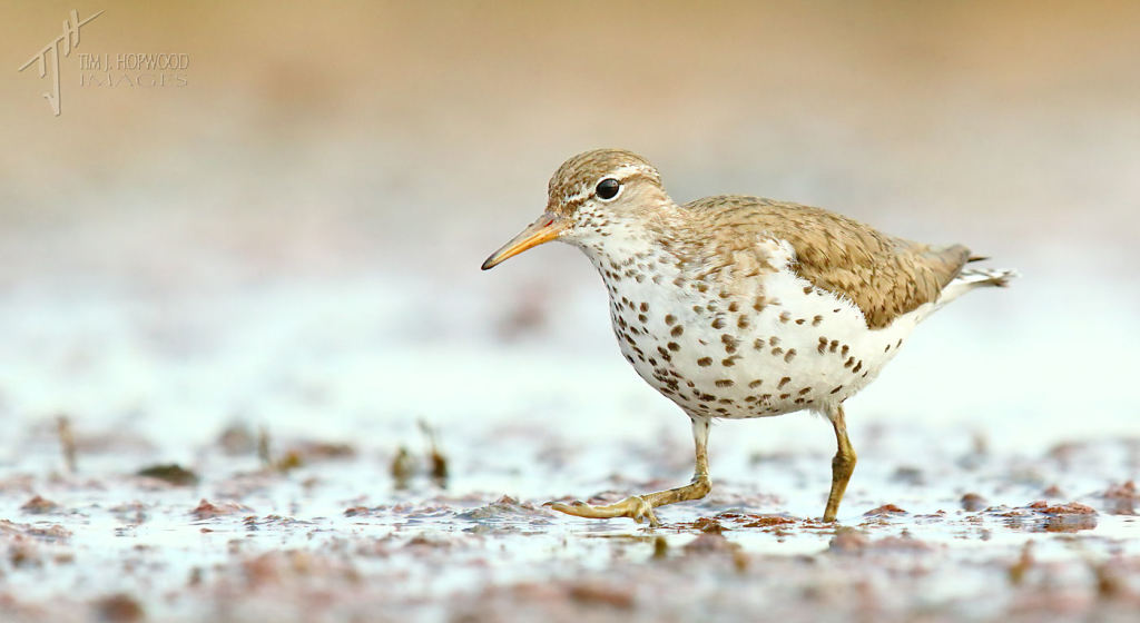 And for comparison, an adult Spotted Sandpiper sprinting toward me.