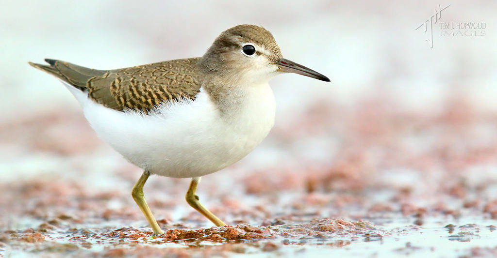 An immature Spotted Sandpiper.