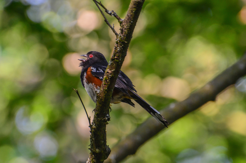 Spotted Towhee on Burnaby Mountain. Photo by Adam Blake.