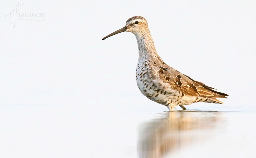 A Stilt Sandpiper - cal, wind-free mornings like this are great for shooting & also relaxing