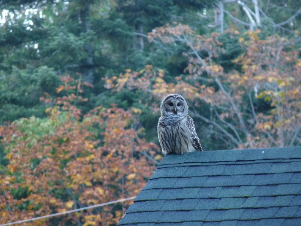 Barred Owl. Photo by Sharon McInnes.