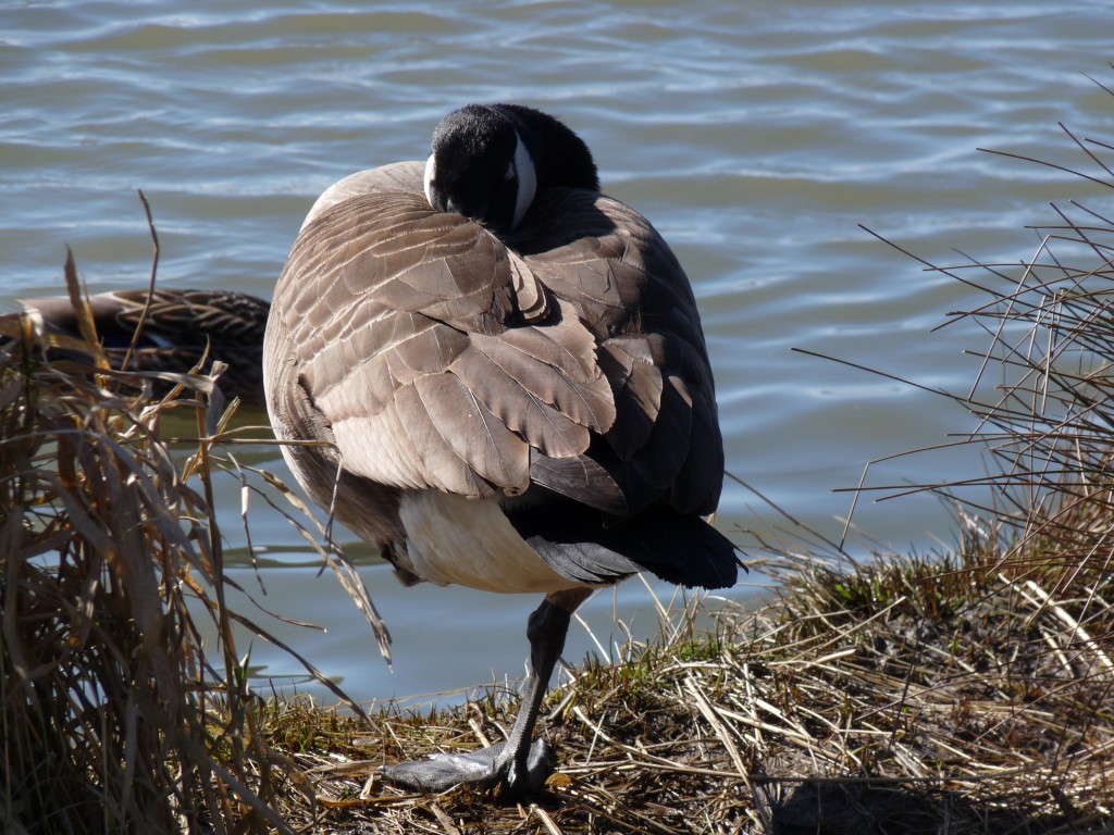 Canada Goose. Photo by Sharon McInnes.
