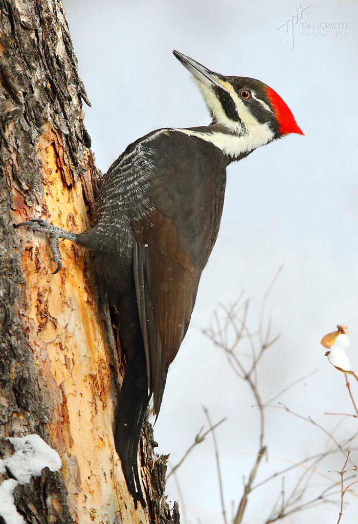 Pileated_Woodpecker#2 (by Tim Hopwood)