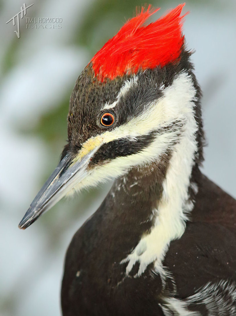 Pileated_Woodpecker#3 (by Tim Hopwood)