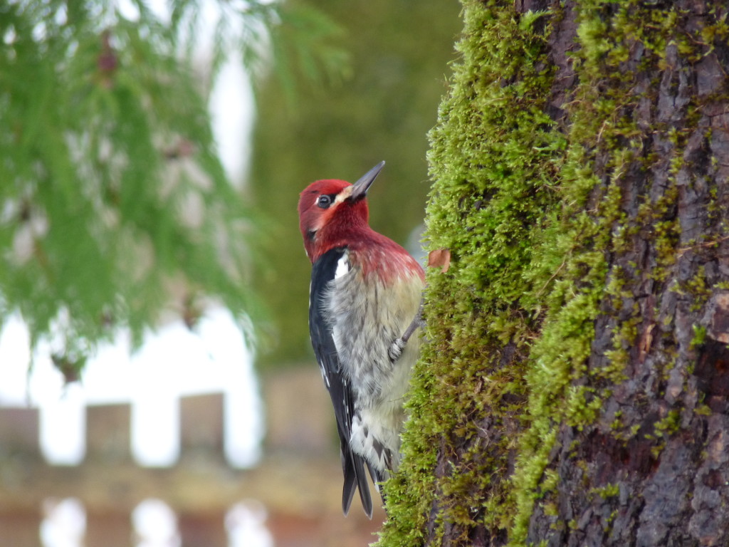 Red-breasted Sapsucker. Photo by Sharon McInnes.