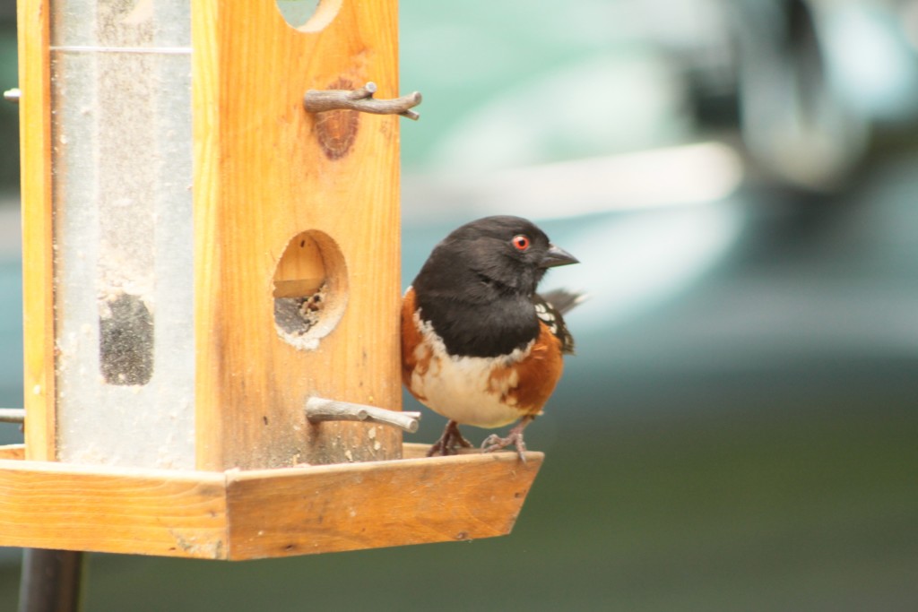 Spotted Towhee. Photo by Doug Green.