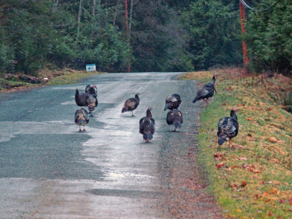 Feral Turkeys on North Road. Photo by Sharon McInnes. 