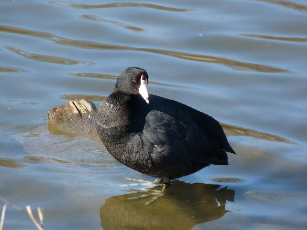 American Coot. Photo (taken at the Reifel Bird sanctuary in Delta BC) 