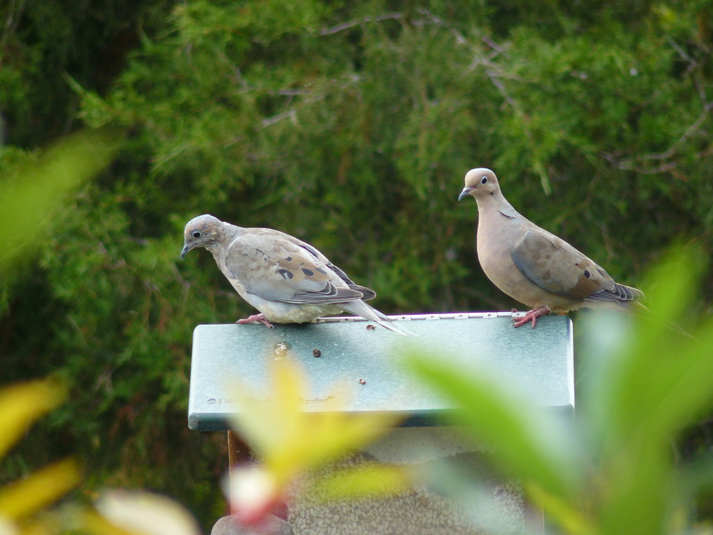 Mourning Doves. Photo taken not in SMA but at Sapsucker Woods, several years ago.