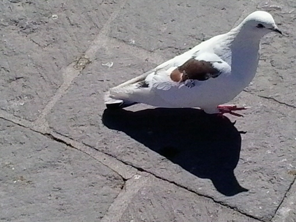 Pigeon in the Plaza