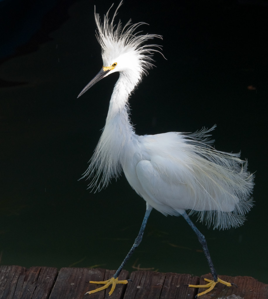Snowy Egret in full plume. Photo by Jason Engman. CC license.