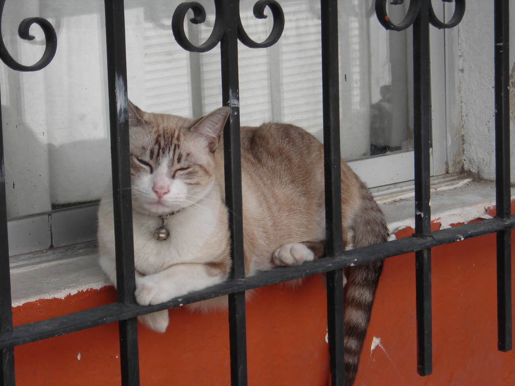 Cat behind bars. 