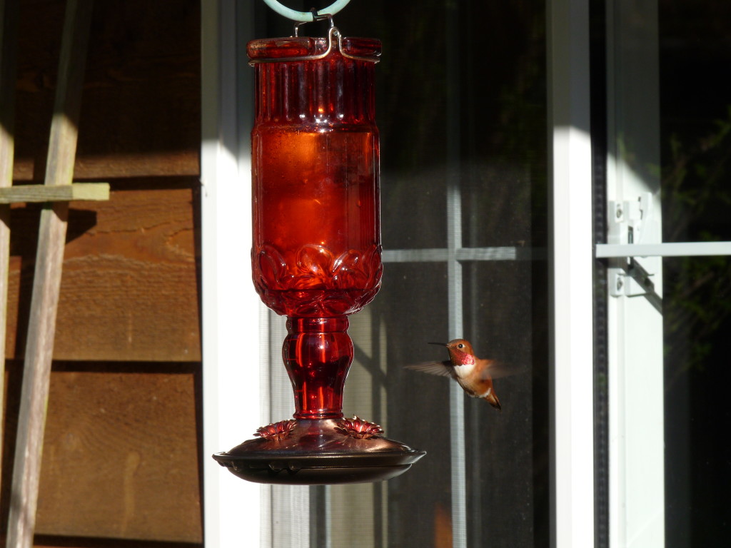 The Rufous Hummers have arrived, a sure sign of spring. 