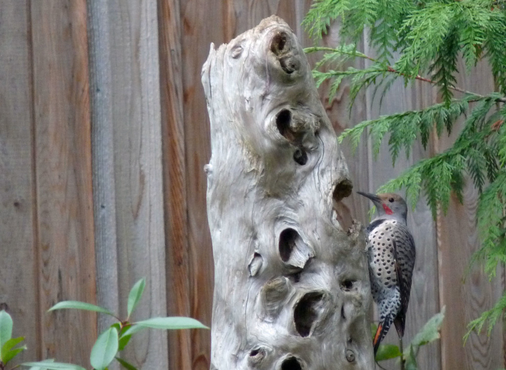 The Northern Flicker likes this natural feeder. 