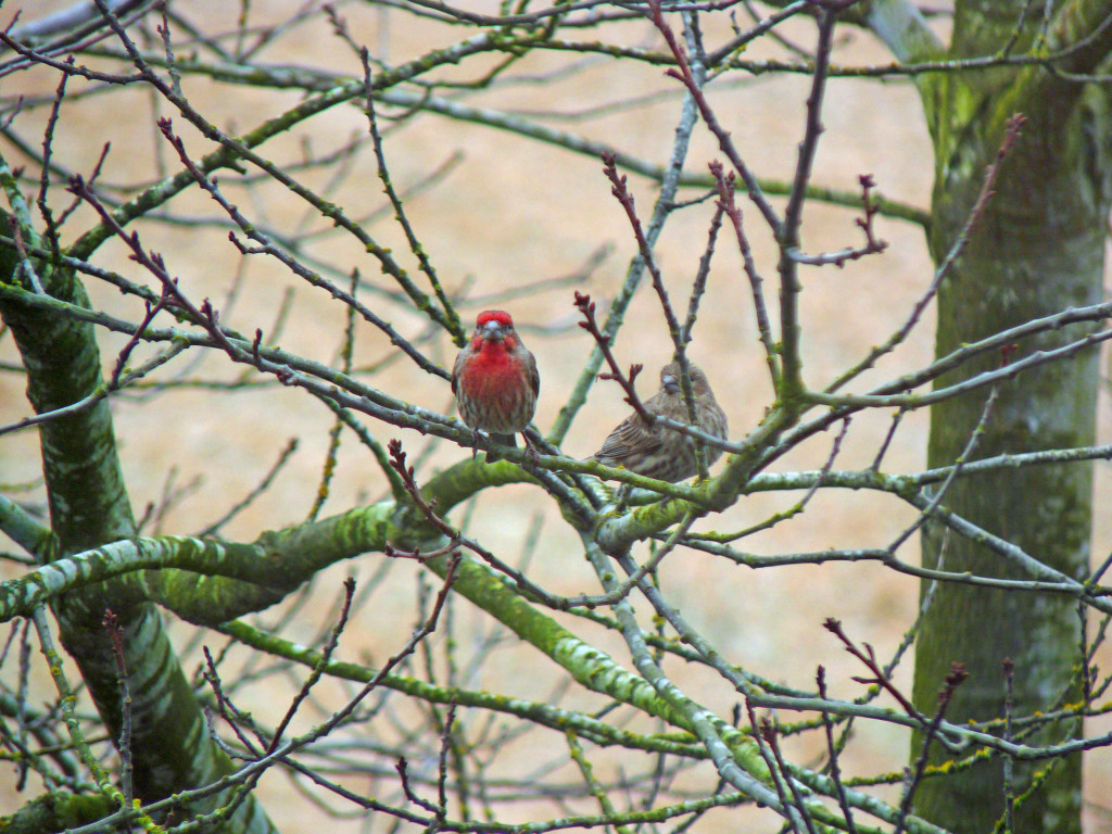 House Finch couple in tree. Beauty and oh that song!