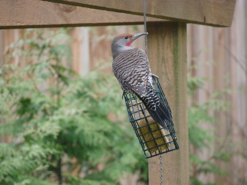 Northern Flicker with the suet block all to himself. 