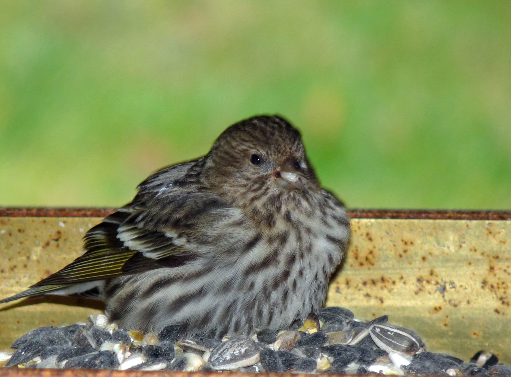 Sick Pine Siskin, probably with salmonella.