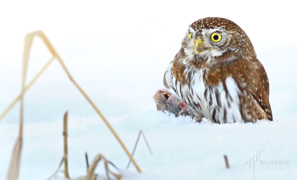 Another successful hunt...the owl saw this vole in the snow from 30 metres away!