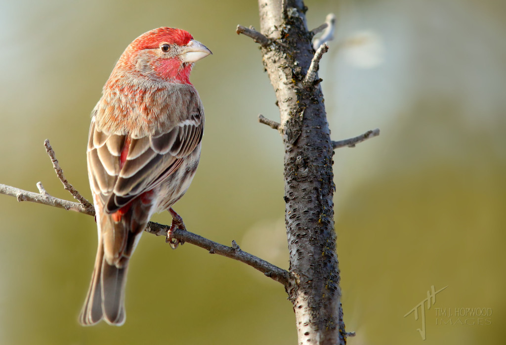 A 'red' House Finch