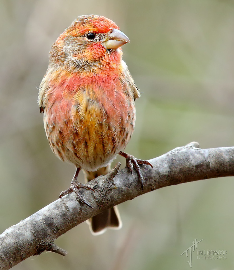 A 'yellow-red' House Finch - I gather the various colourations have something to do with diet