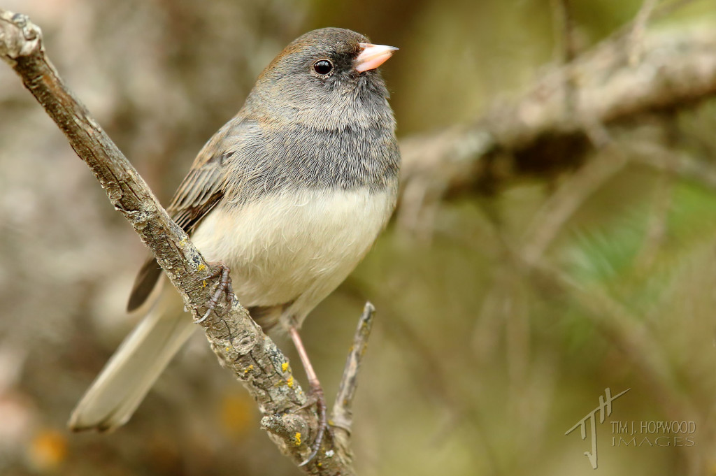 Dark-eyed Junco - I find they like to spend most of their time foraging in the underbrush