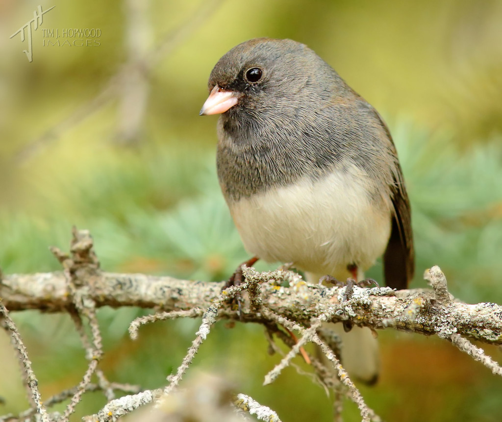 Same Junco as above, different pose.