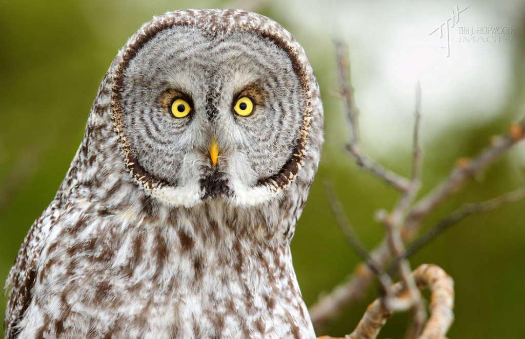 Great Grey Owl - a face full of personality.
