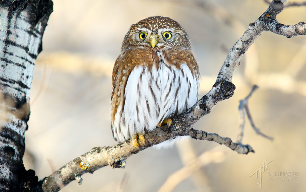 Another shot of the male Pygmy Owl