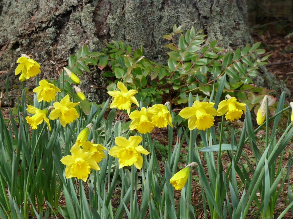 Daffodils in the garden - now!