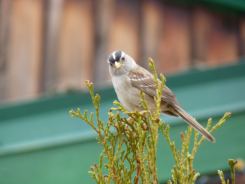 A White-crowned Sparrow nesting on Gabriola