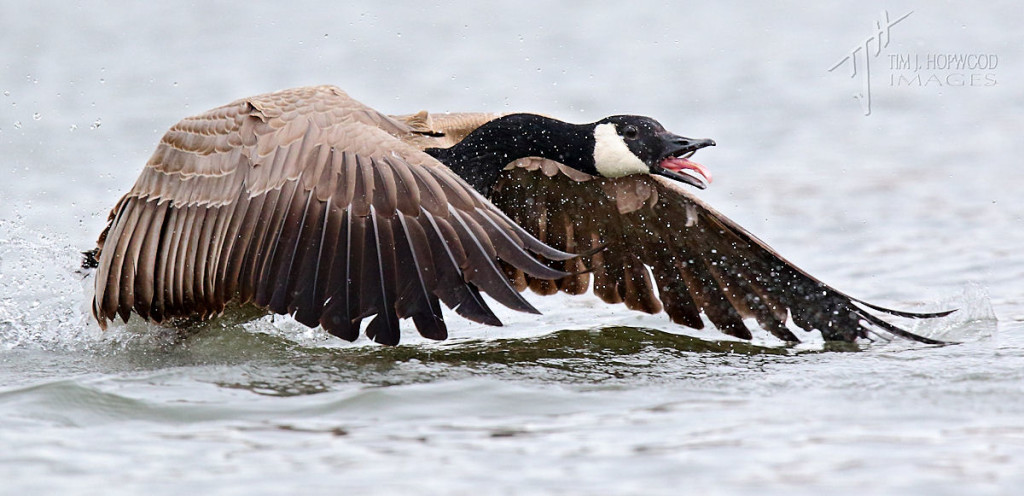 Canada Goose pursuing rivals