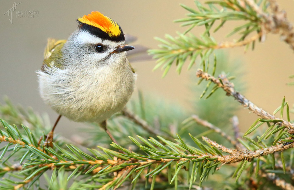 Golden-crowned Kinglet - male. What a cool hair-do!