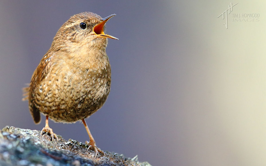 Pacific Wren - they seem to like to sing in spring :)