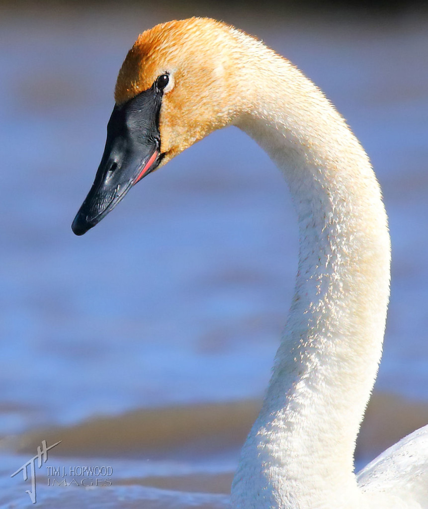 Trumpeter Swan portrait