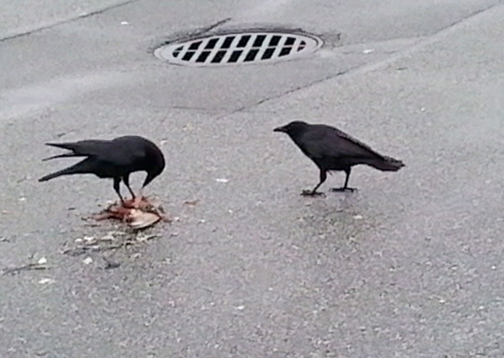 Crows in parking lot in Nanaimo eating a dead bird. 