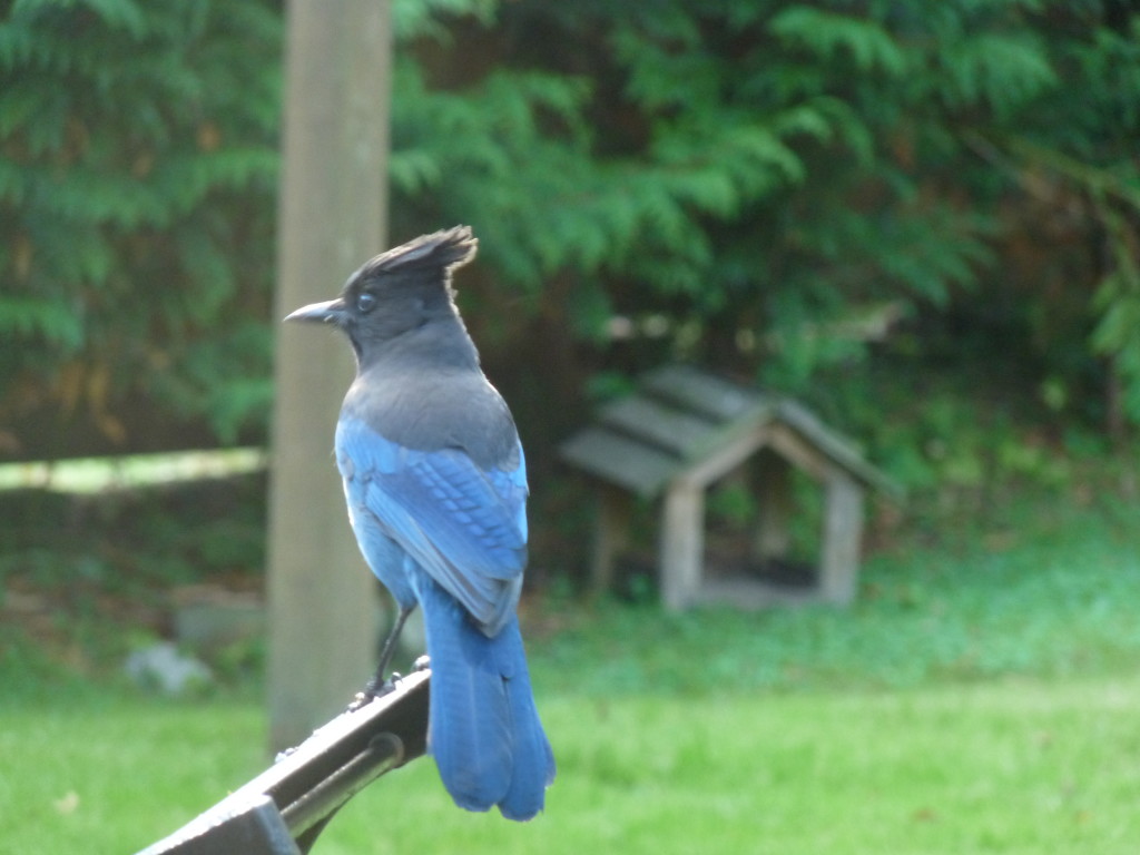 Steller's Jay relaxing on our back deck