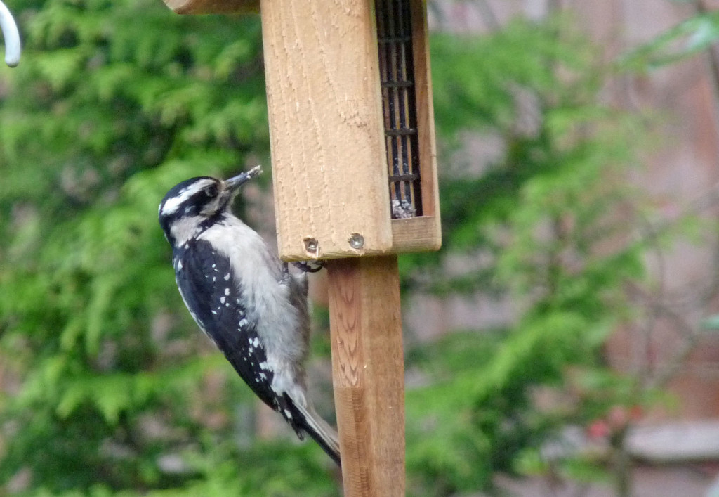 Hairy Woodpecker in our back yard