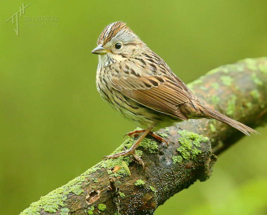 A Lincoln's Sparrow - small flocks of these patrolled the forest floor.