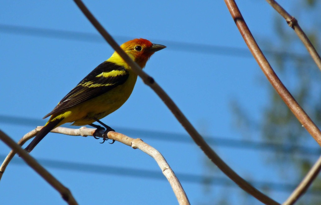 Western Tanager in our front yard, migrating through