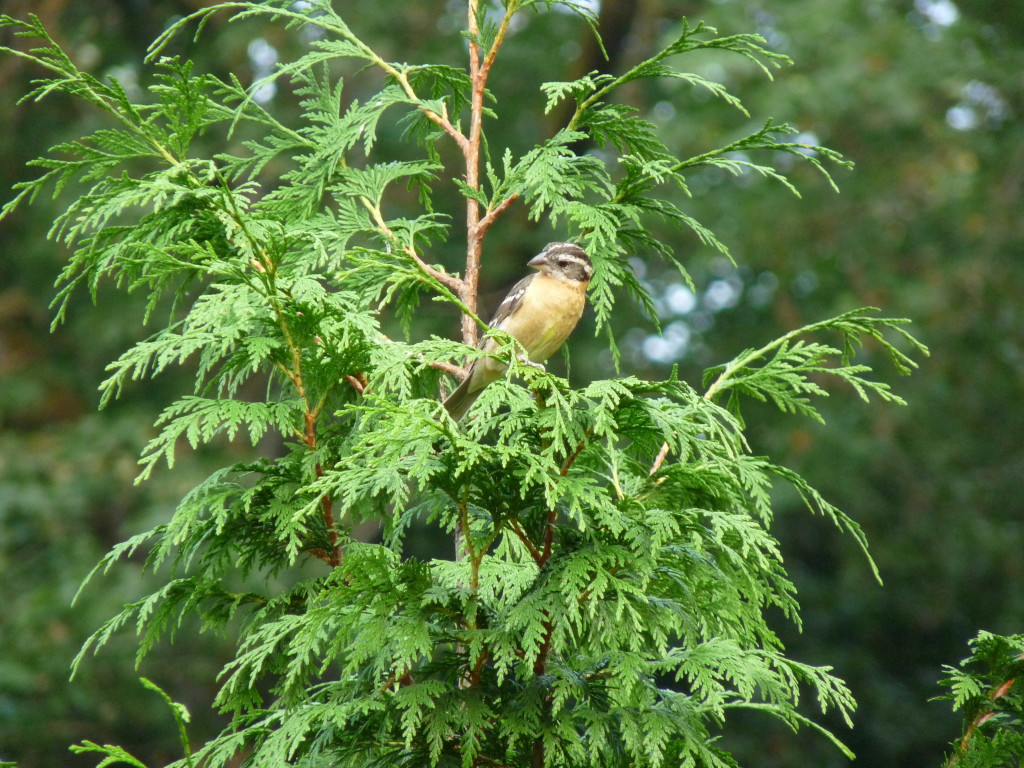 Female Black-headed Grosbeak in Cedar tree