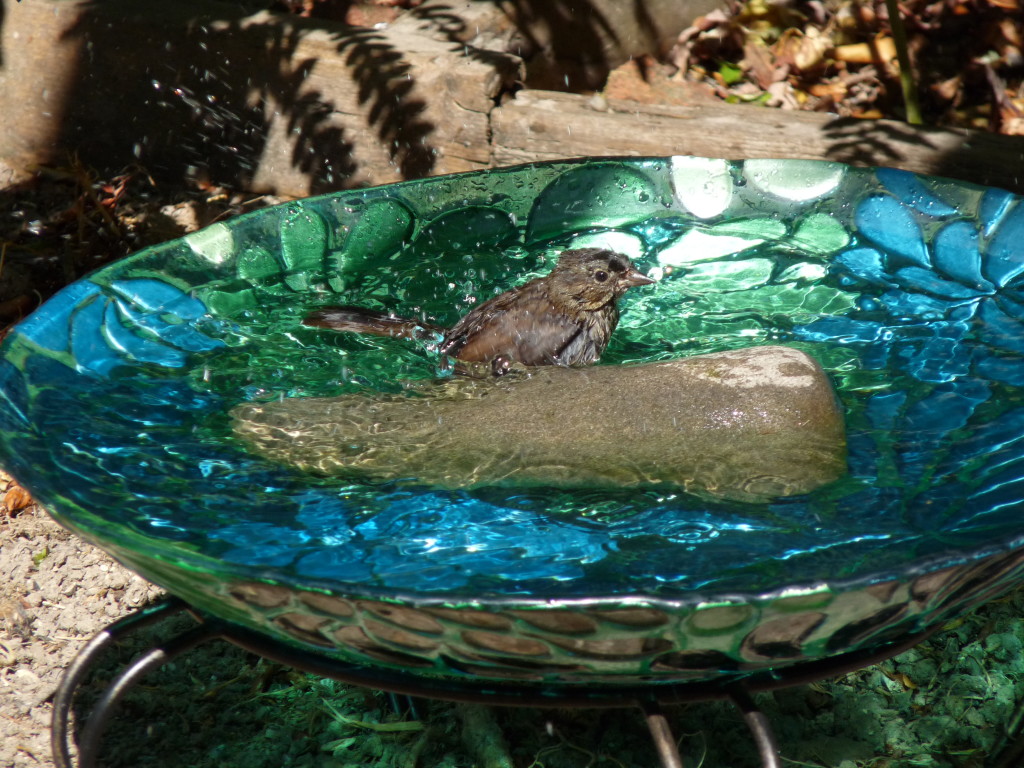 Juvenile Song Sparrow taking a bath