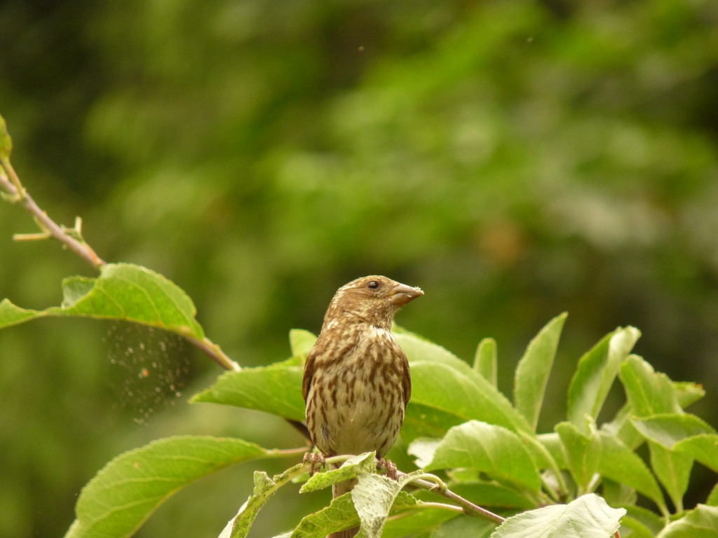 Juvenile House Finch in plum tree