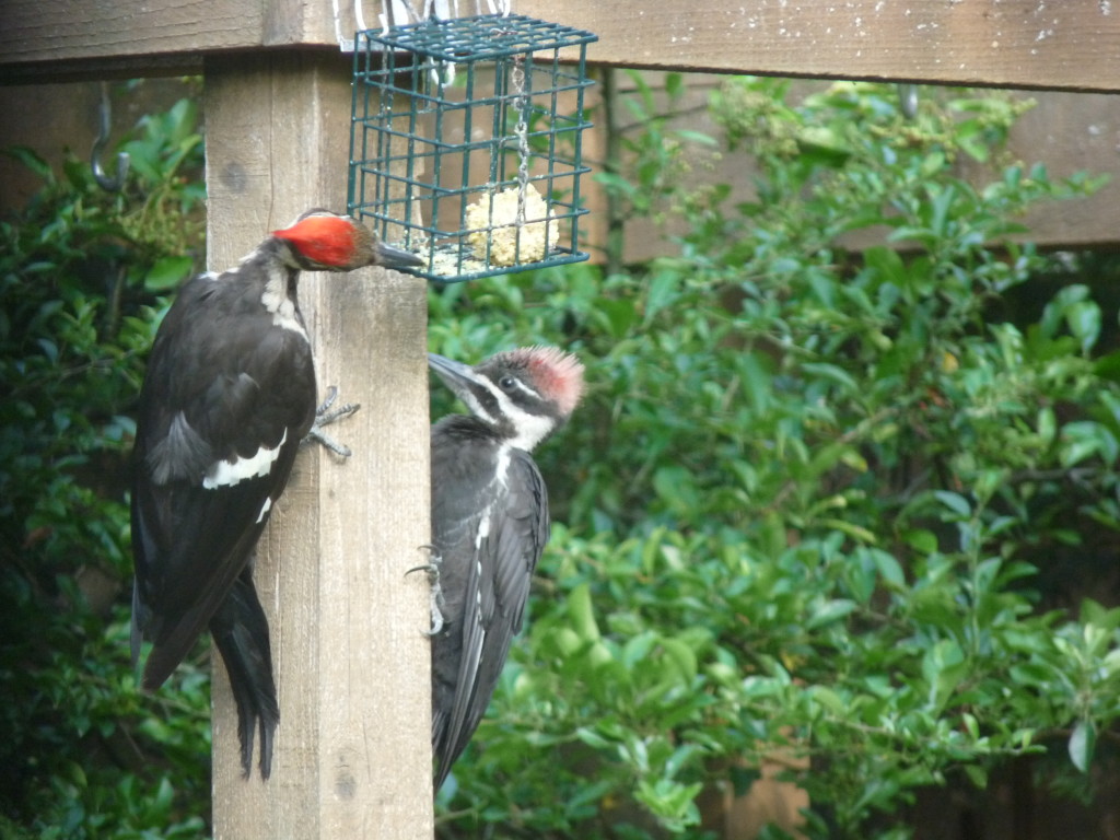 Female Pileated Woodpecker teaching daughter how to use suet feeder 