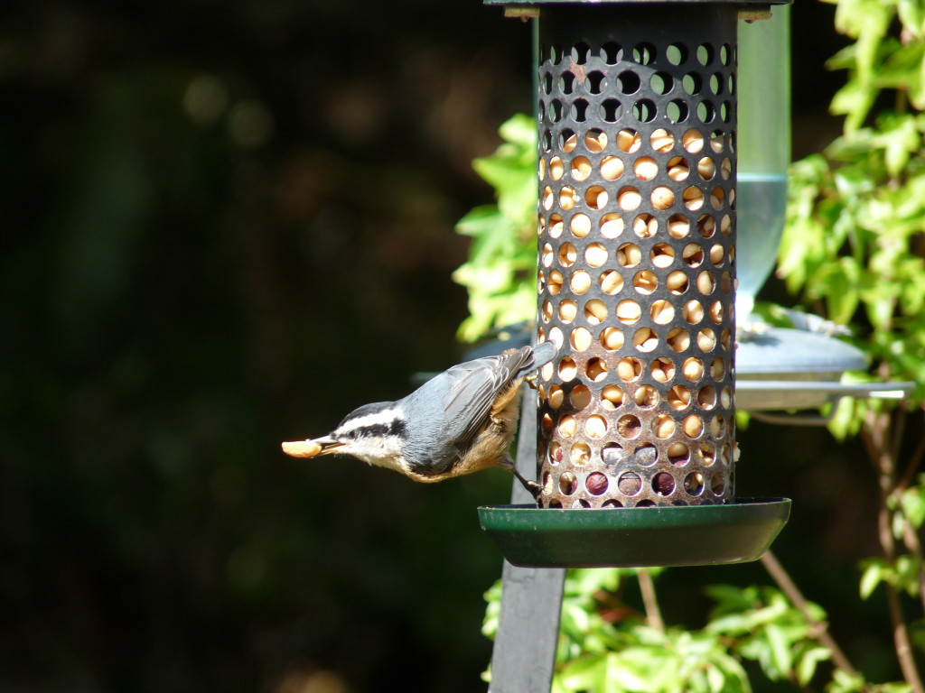 Red-breasted Nuthatch with nut