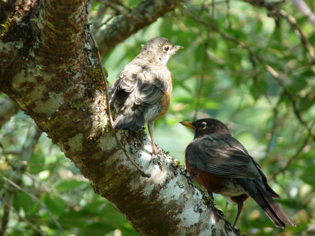 Mama Robin and baby in Japanese cherry tree outside bedroom