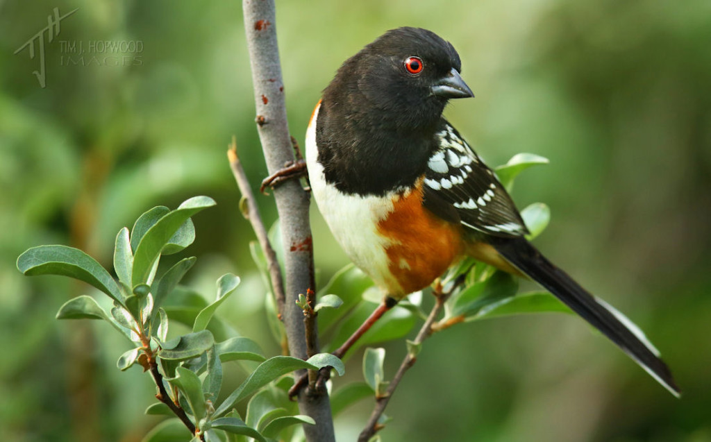 Spotted Towhee at Dinosaur PP