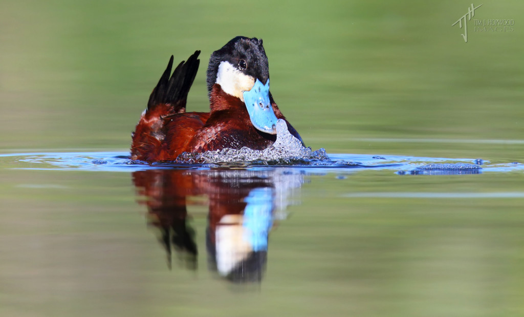 Ruddy Duck performing the `bubble bath`courtship display.