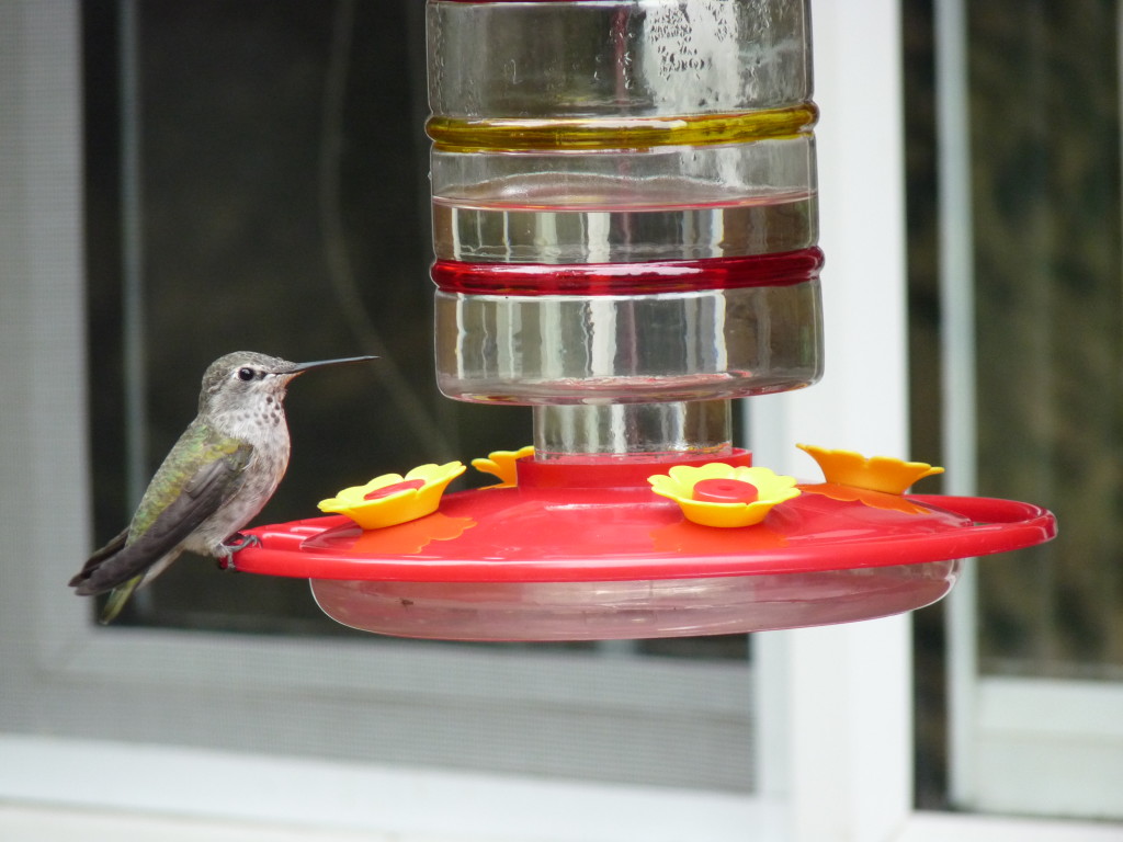 Anna's Hummingbird, juvenile. These hummers stay in BC all year round now. 