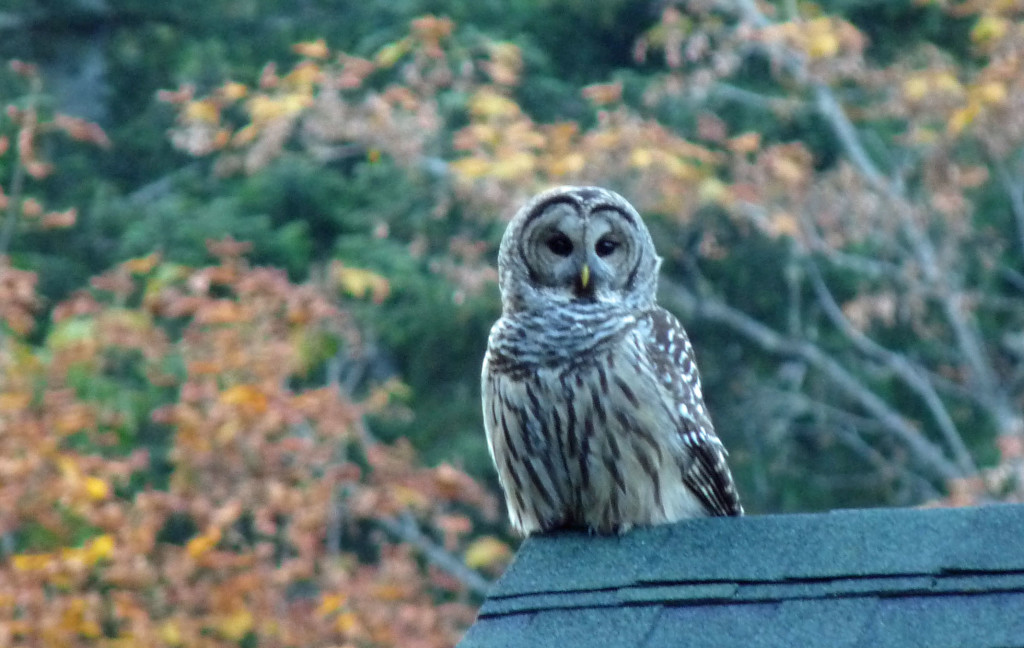 Barred Owl on garage roof